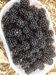 blackberries