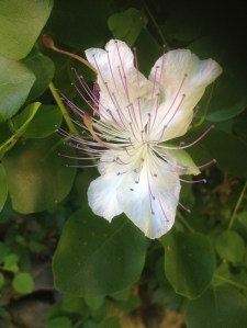 caper flower