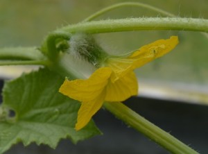 kajari melon flower