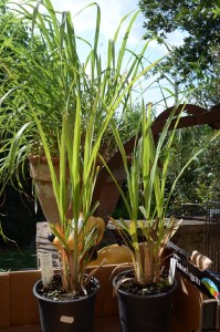 lemongrass 2