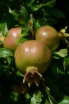 pomegranate in Italy