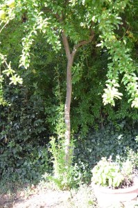 pomegranate with suckers