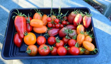 tomato-selection