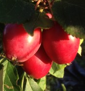 crab-apple