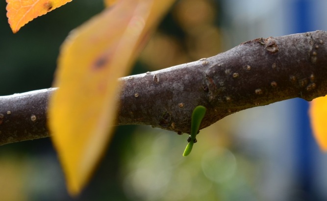 mistletoe-at-19-months
