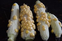 sweetcorn