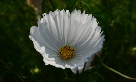 cosmos-bipinnatus-cupcakes-white