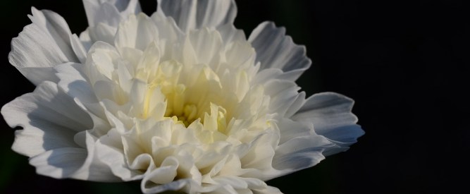 cosmos-double-click-snow-puff