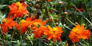 cosmos-sulphureus-cosmic-red