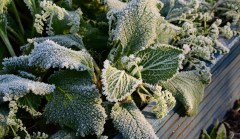 frozen-borage