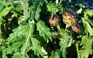 winter-artichokes