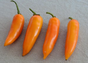bulgarian-carrot-chilli