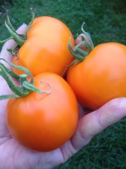 burpees-jubilee-tomato