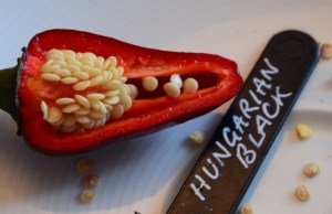 hungarian-black-chilli