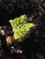 rhubarb
