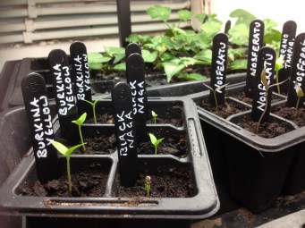 chillies-in-grow-lights