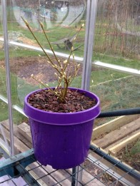 mulberry-charlotte-russe