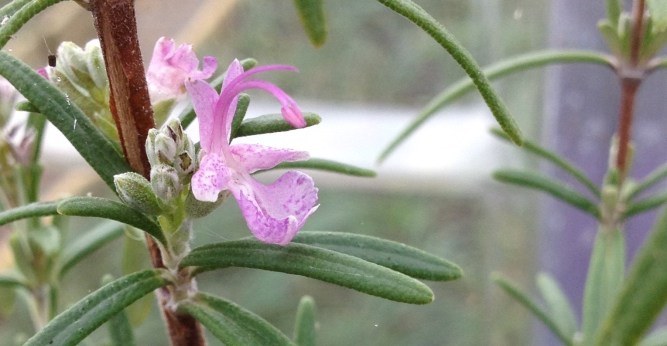 pink-flowered-rosemary